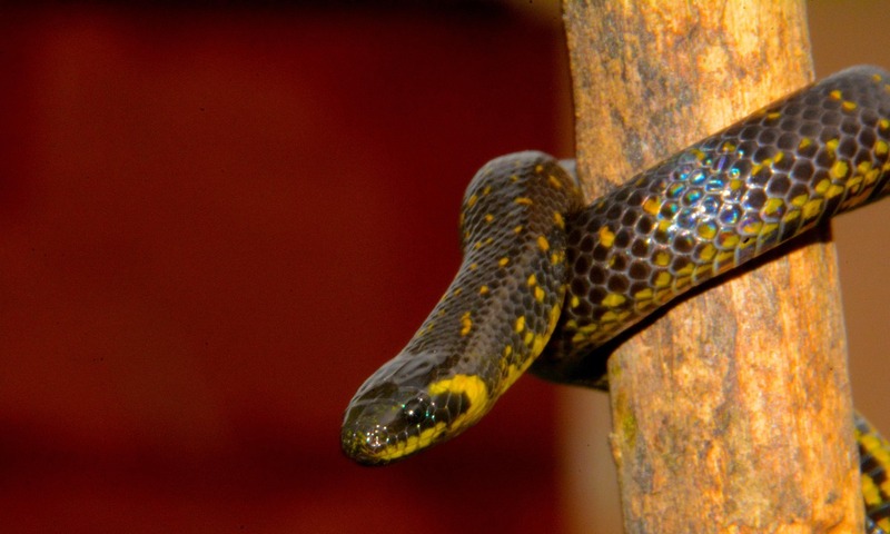 Image shows a snake