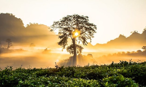 Tree with light shining behind