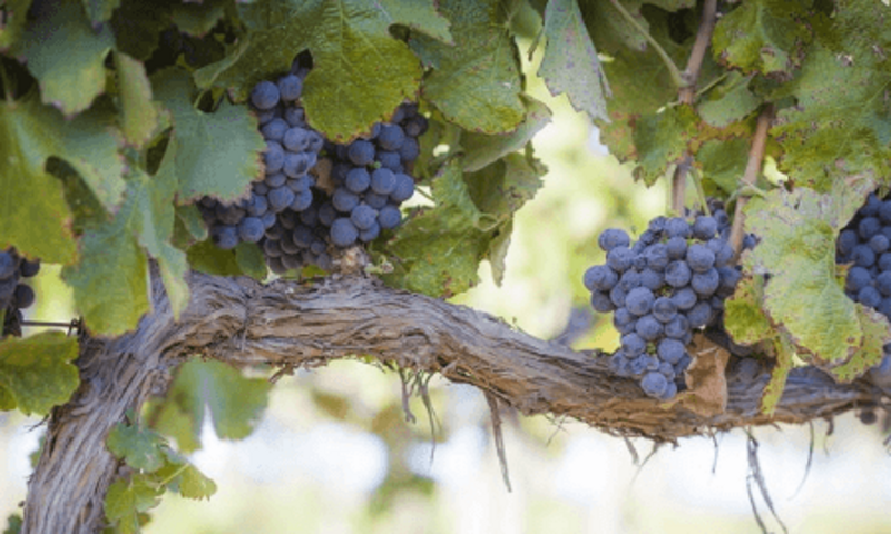 Grapes growing on a vine branch 