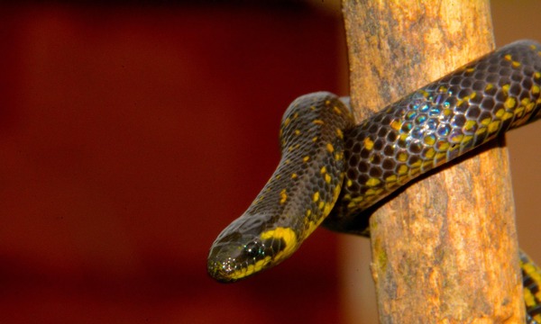 Image shows a snake