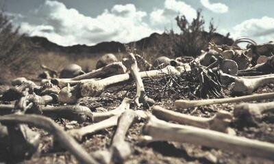 Photo of bones on the ground