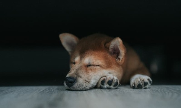 Dog sleeping