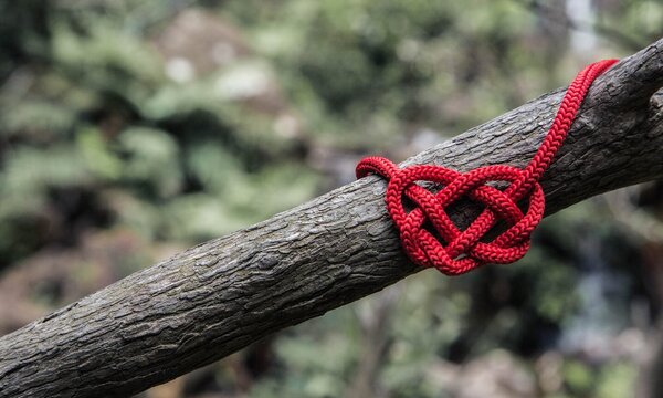 image shows a red rope tied in a knot on a tree branch
