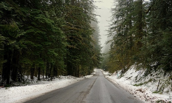 Road in the forest during winter