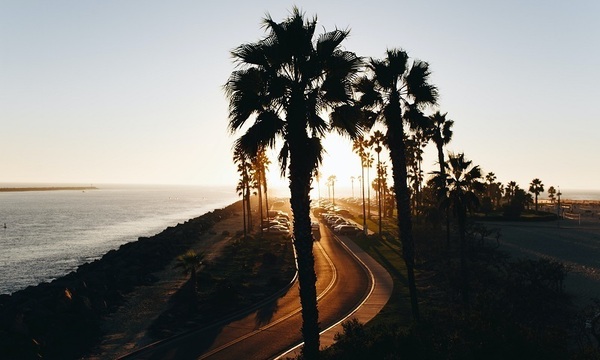 Palm trees by the ocean