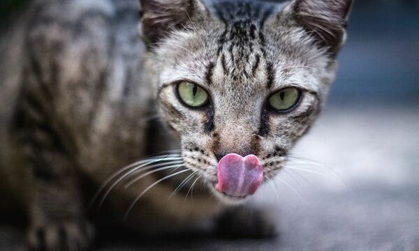 the face of a kitten not taming his tounge