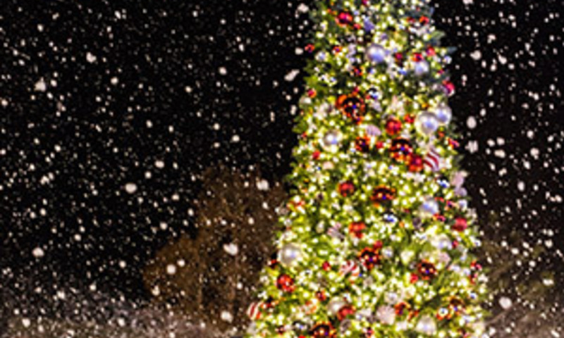 Image shows Christmas tree