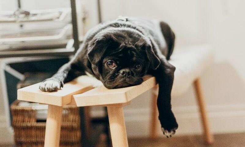 Image shows a pug laying on a stool, looking bored