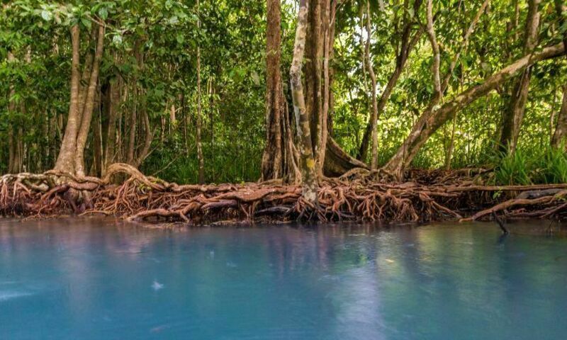 image shows trees and water