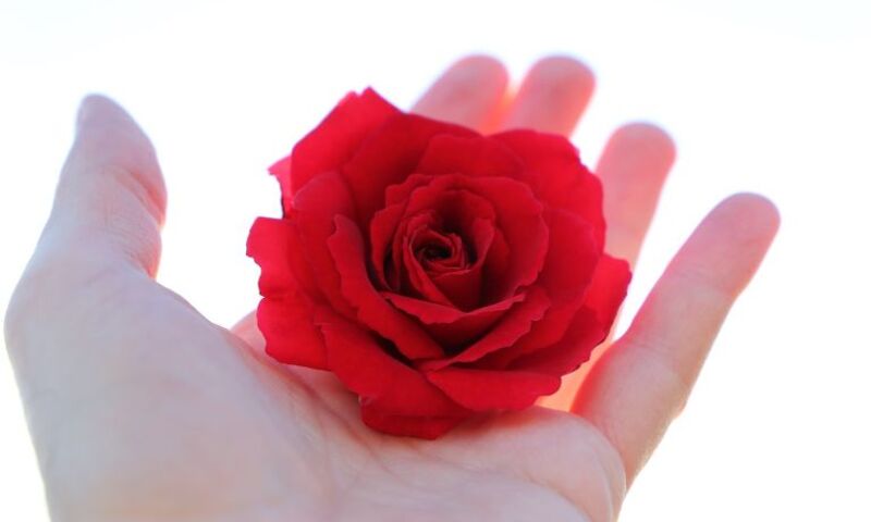 Image shows red rose in palm of hand