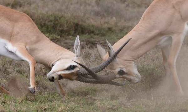 Two bucks with antlers locked