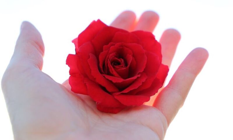 Image shows rose in palm of hand