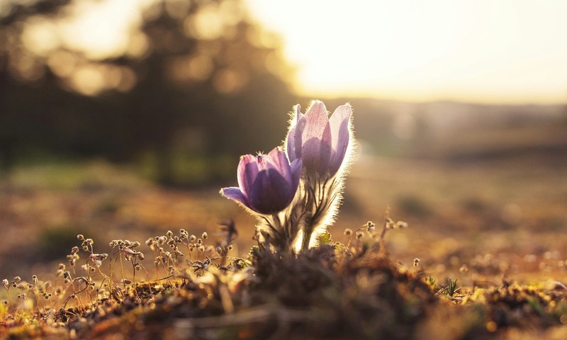 image shows flowers growing