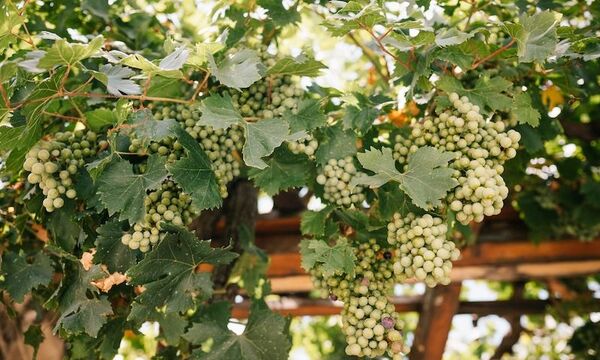 Image shows grapes on the vine