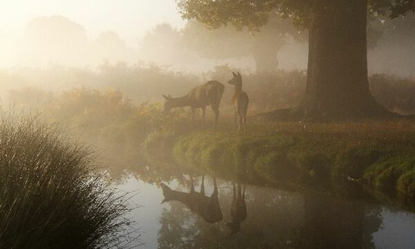 deer grazing in a meadow