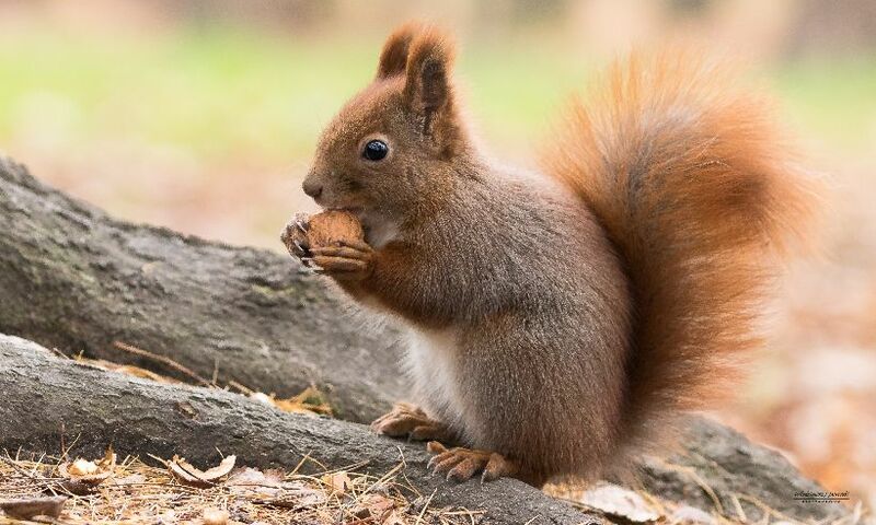 Image shows squirrel nibbling on a nut