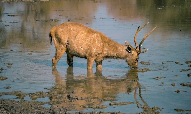 Deer Drinking Water from River