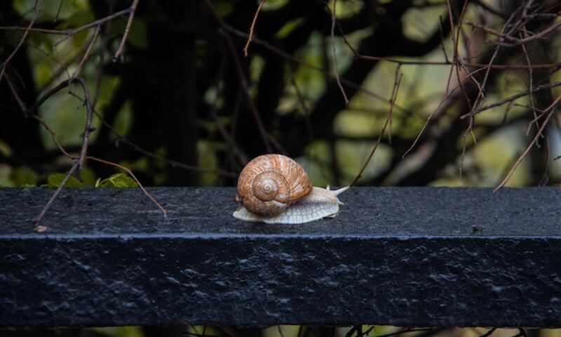 Image shows snail crawling slowly