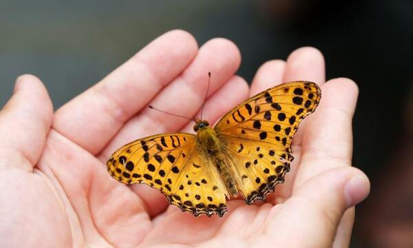 Photo of hands holding a butterfly