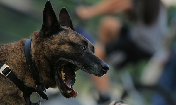 image shows dog barking