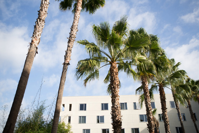 Palm trees outside Biola dorms