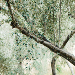 olive tree