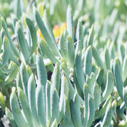 succulent plant