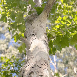sycamore tree