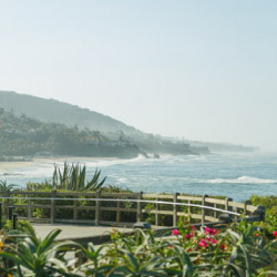 foliage lined path next to the beach