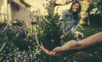 Two people planting in the garden