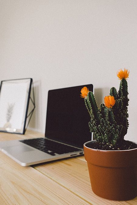 a potted cactus next to a laptop