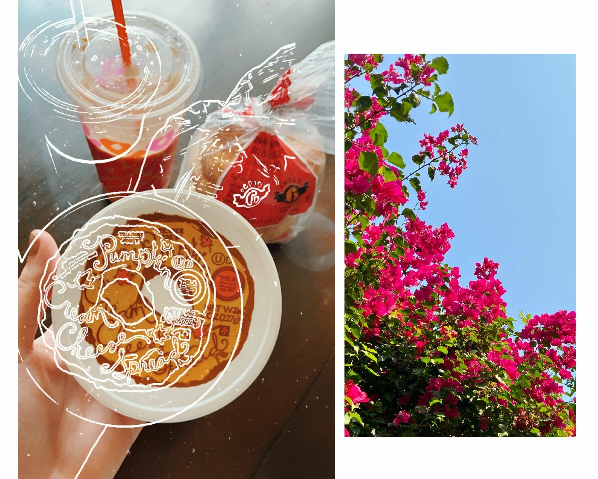 Maggie holds a container of Pumpkin Cream Cheese from Trader Joe's in one photo; in the other, it's a picture of a bottle brush-like tree with hot pink flowers