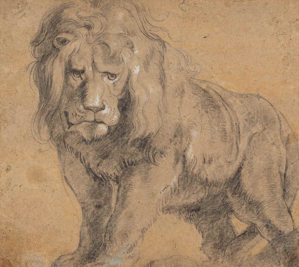 Lion by Rubens