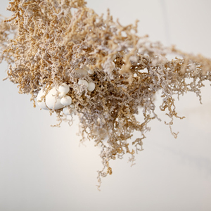 Amanda Evans (1) B.F.A./Sculpture
