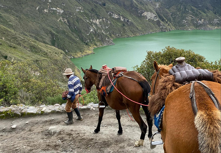 a local guide leading a trail of horses